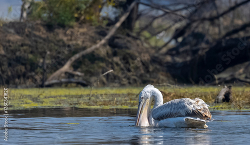 Dalmatian Pelican (Pelecanus crispus) floating in river during the winter migration in the forest.