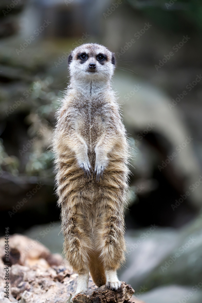 Fototapeta premium Meerkat in the wild