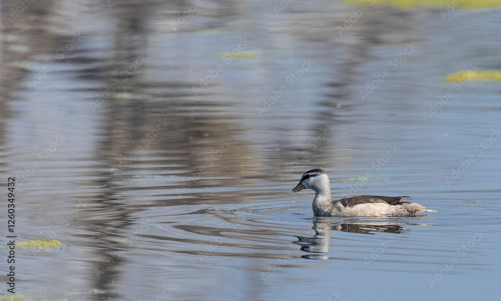 Cotton pygmy goose (Nettapus coromandelianus) floating on water. Cotton pygmy goose (Nettapus coromandelianus) floating on water.