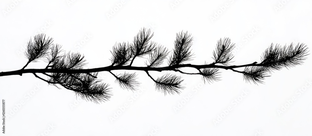 Fototapeta premium Silhouette of a tree branch with fine needles against a white background capturing nature's simplicity and elegance