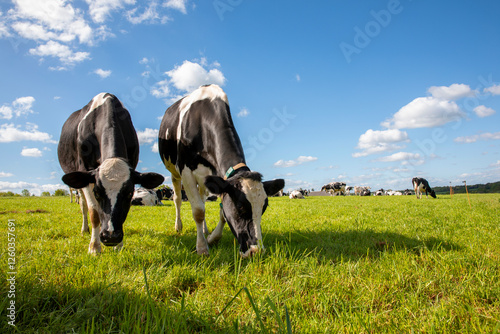 Photos Troupeau de vache laitière en pleine nature au milieu des pâturage au printemps