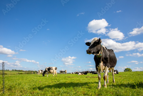 Obraz na płótnie Troupeau de vaches laitières dans les champs en pleine nature.
