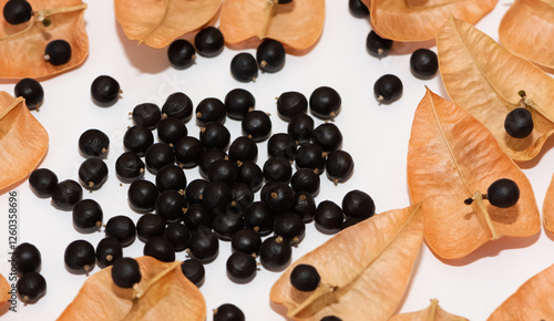 soap tree fruits and seeds photo