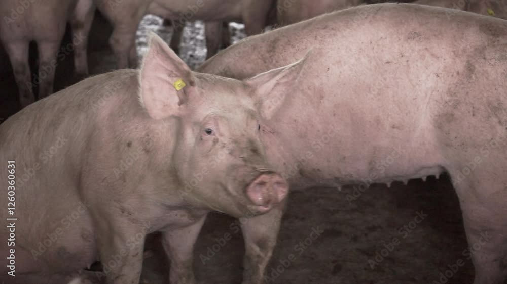 Pig standing in pigsty looking at camera Pig standing in pigsty looking at camera