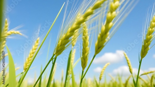 Vibrant Green Wheat Field in Spring Breeze