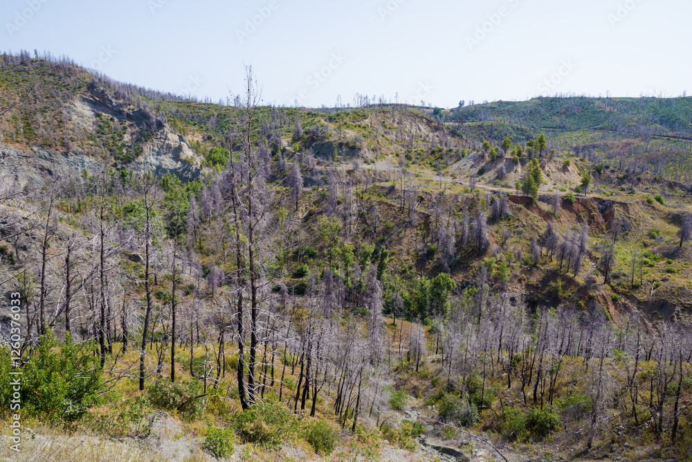 June 2024, mountainous scenery in North Evia with many burnt trees, three years after the disastrous wildfire of August 2021 June 2024, mountainous scenery in North Evia with many burnt trees, three years after the disastrous wildfire of August 2021