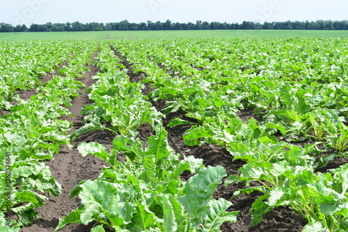 Sugar beets. After the first phase of vegetation, during the spring and summer of sowing - sugar beet plants actively gain a massive green mass in wide fields - leaves and roots are formed