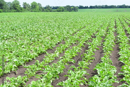 Sugar beets. After the first phase of vegetation, during the spring and summer of sowing - sugar beet plants actively gain a massive green mass in wide fields - leaves and roots are formed photo