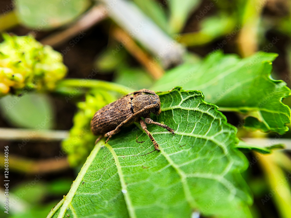 long-horned beetle (Exocentrus adspersus) long-horned beetle (Exocentrus adspersus)