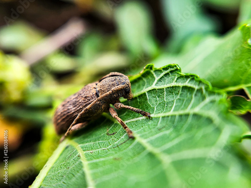 long-horned beetle (Exocentrus adspersus) photo