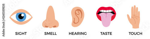 5 human senses icons. Vector illustration, simple flat design for school educational posters. Sight, hearing, taste, smell, touch. Five fillings