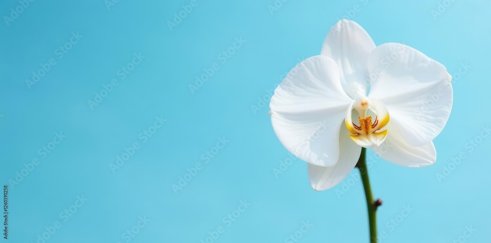Single stem of white orchid against a light blue sky, flowers, single bloom Single stem of white orchid against a light blue sky, flowers, single bloom