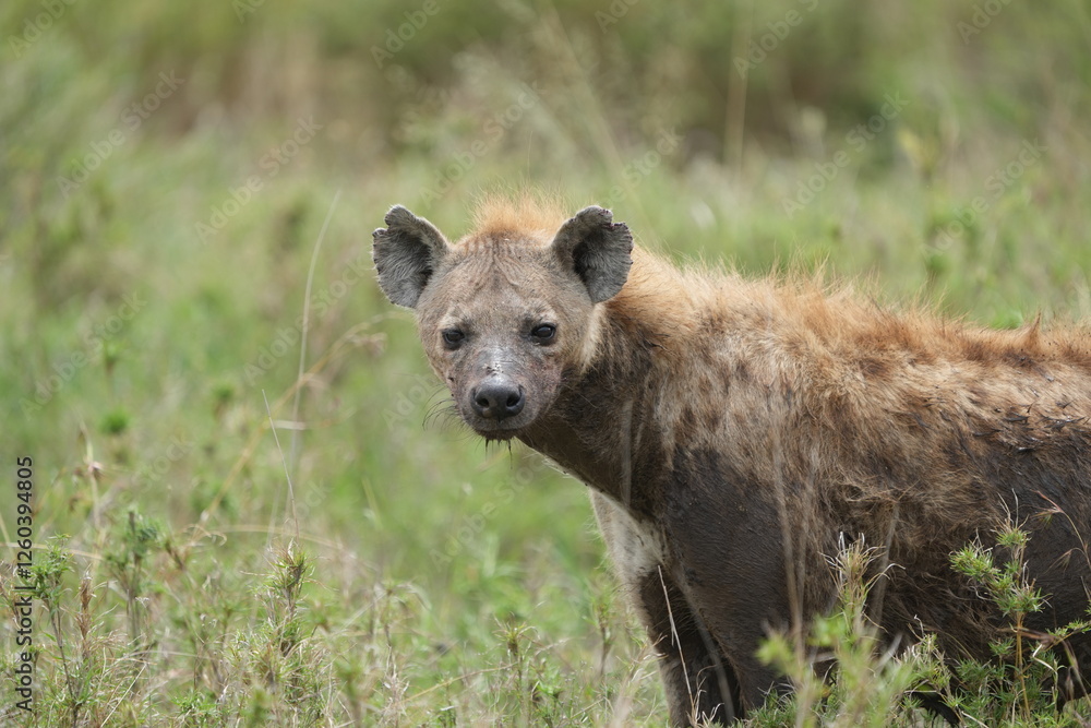 portrait headshot of a hyena in serengeti national park serengeti tanzania portrait headshot of a hyena in serengeti national park serengeti tanzania