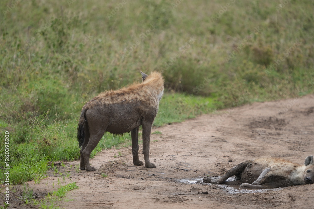 Fototapeta premium Female Hyenas Cooling Off in Mud Puddle, Serengeti National Park, Tanzania