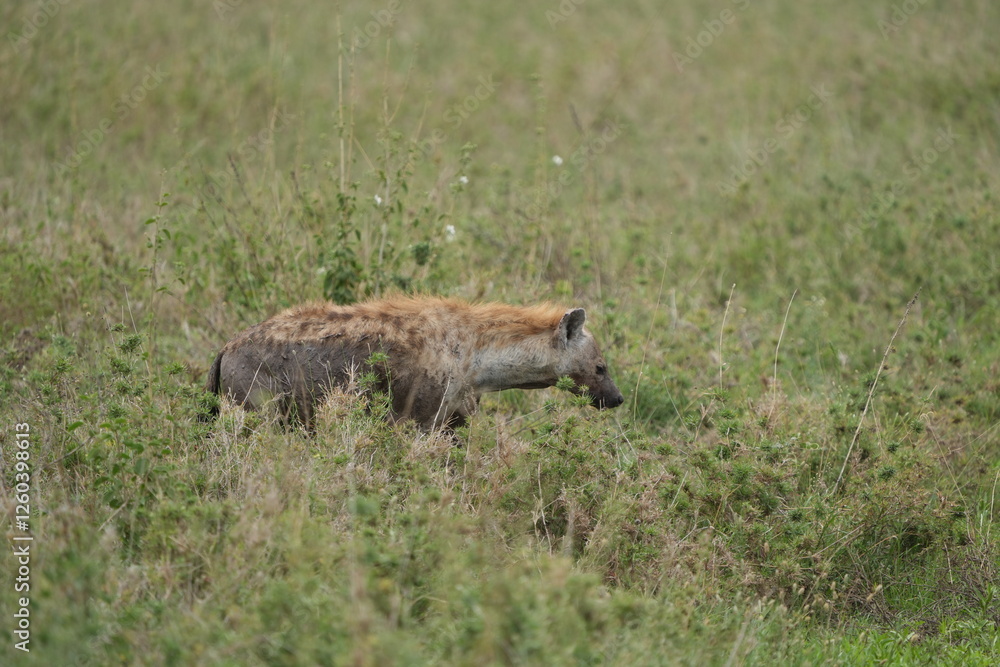 half muddy hyena standing in the grass in the serengeti national park safari half muddy hyena standing in the grass in the serengeti national park safari