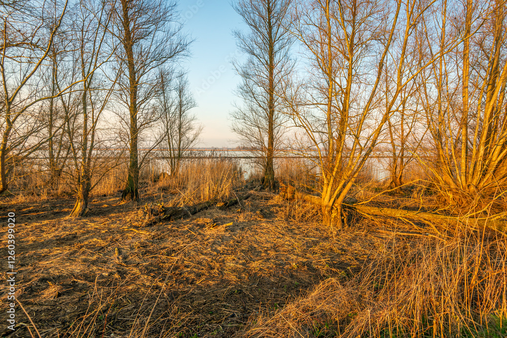 Fototapeta premium Bare branches of trees and bushes on the bank of a wide river in the orange light of the setting sun. The photo was taken at the end of a day in the Dutch winter season.