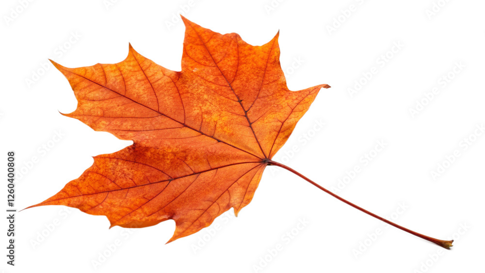 Maple leaf isolated on white background Maple leaf isolated on white background