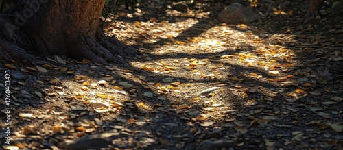 Sunlight casting intricate shadows on forest floor with scattered leaves and tree trunk details creating a serene natural atmosphere. photo