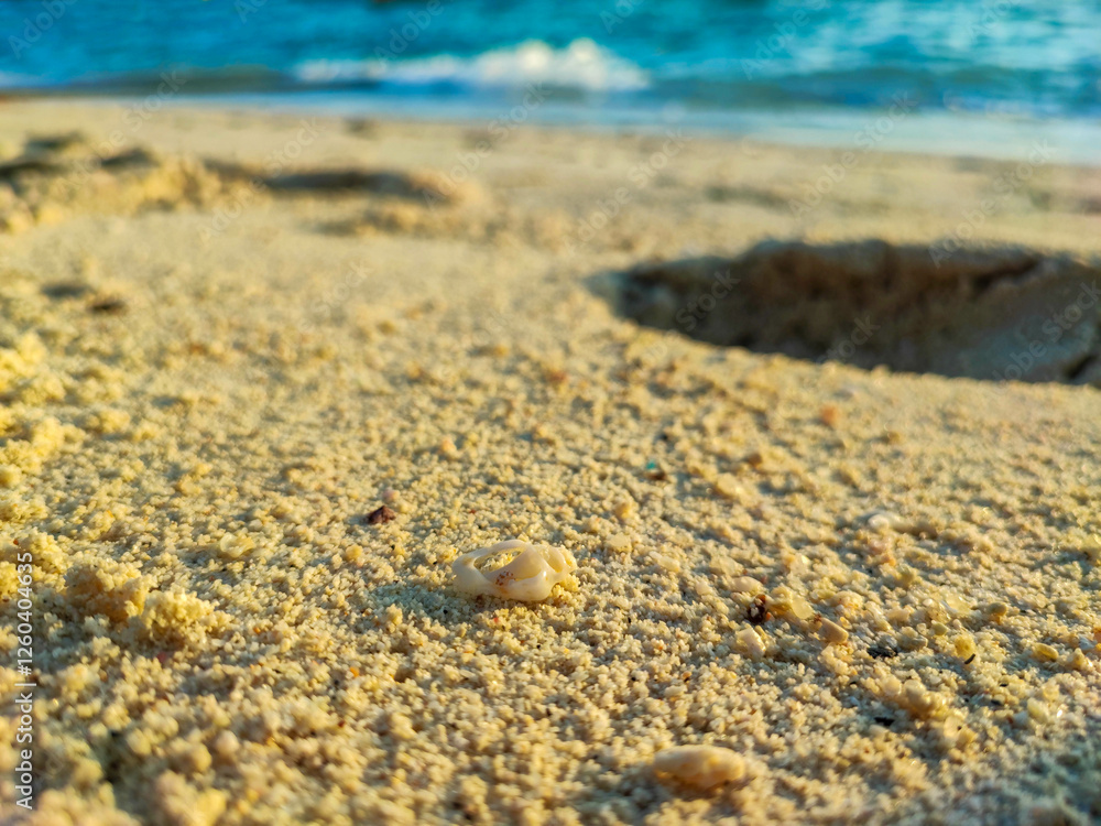 The beautiful white shell on yellow sand with sea waves. The beautiful white shell on yellow sand with sea waves.