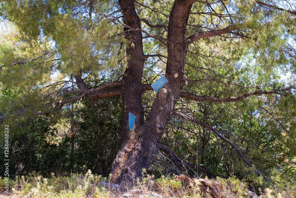 Pine trees with special bags hanged on them for resin collection in North Evia, Greece