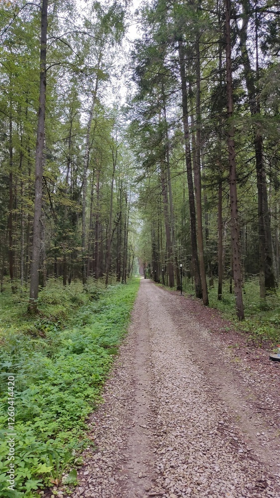 Peaceful forest path with tall trees and lush greenery.