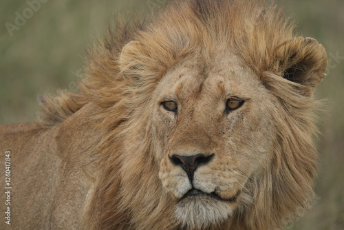 Canvas Print portrait of a male lion