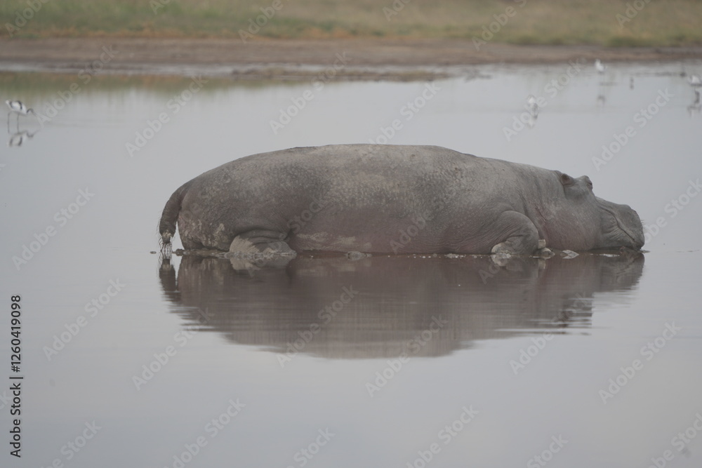 Fototapeta premium hippo (hippopotamus) laying on the water with a perfect mirror reflection in the serengeti national park in dry season tanzania safari