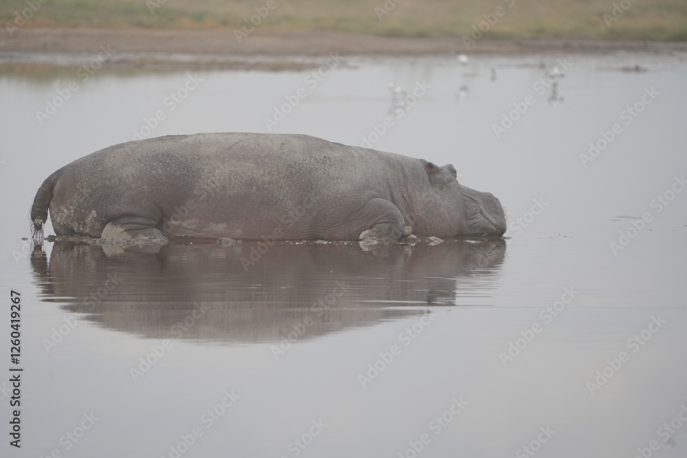 Fototapeta premium hippo (hippopotamus) laying on the water with a perfect mirror reflection in the serengeti national park in dry season tanzania safari