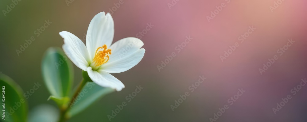 A single delicate white flower with a subtle hint of rose nestled in a green stem, floral, bloom, stem A single delicate white flower with a subtle hint of rose nestled in a green stem, floral, bloom, stem