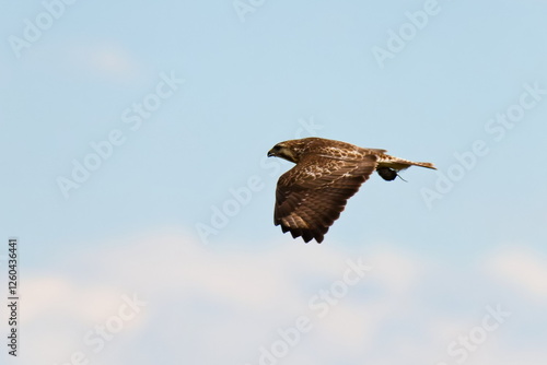 Mäusebussard im Flug mit gefangener Maus photo