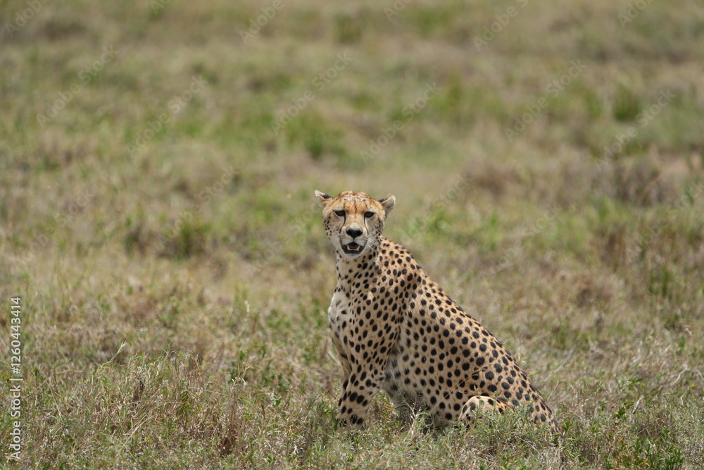 portrait of a female cheetah (cheeta, jachtluipaard), in the serengeti national park in tanzania portrait of a female cheetah (cheeta, jachtluipaard), in the serengeti national park in tanzania