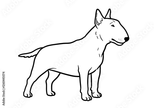 Bull terrier clip art. This image shows a standing bull terrier dog in a simple, black and white line art style. Vector illustration design. photo