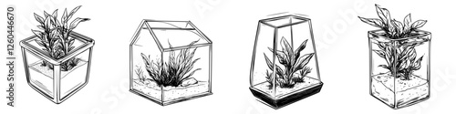 Various designs of indoor plant terrariums displayed with unique shapes and styles under natural lighting