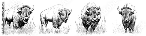 Bison herd grazing in a grassy landscape during twilight hours showcasing their natural behavior