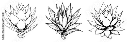 Artistic depiction of three agave plants showcasing unique forms and details