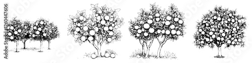 Illustrations of orange trees in various growth stages with ripe fruits ready for harvest showcased in a simple black and white style