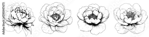 Beautiful black and white sketches of peonies in various stages of bloom with intricate details and shading