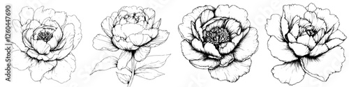 Delicate line drawings of peonies showcasing intricate details and natural beauty