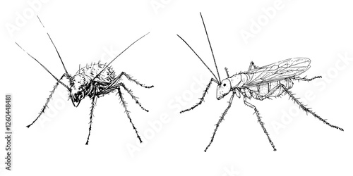 Illustration of two distinct types of insects showcasing detailed anatomy and characteristics in a scientific style