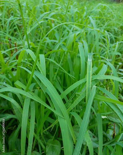 close up of a green grass, fresh greens, nature photography,  natural gardening background 