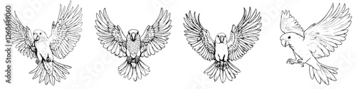Four distinct parrot illustrations showcasing various postures and wing displays in a line art style