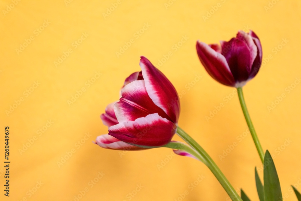Beautiful red tulips isolated on yellow background. Beautiful red tulips isolated on yellow background.