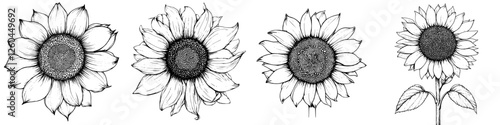 Sunflower illustrations showcasing various stages of bloom and detail in black and white artistry