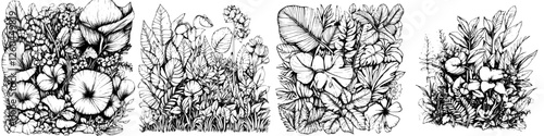 Intricate botanical illustrations showcasing diverse plant life in a monochromatic style