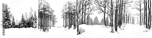 Winter landscape with bare trees and evergreen conifers in a serene snow-covered setting