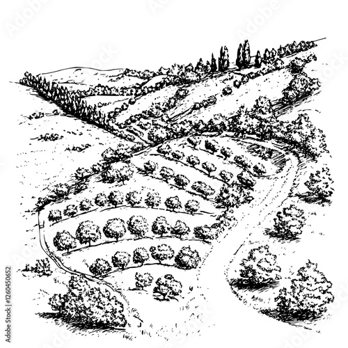 Vector illustration of a serene landscape featuring rolling hills and meticulously arranged orchards