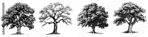 Hand-drawn vector illustration depicting four different styles of trees in various seasonal states