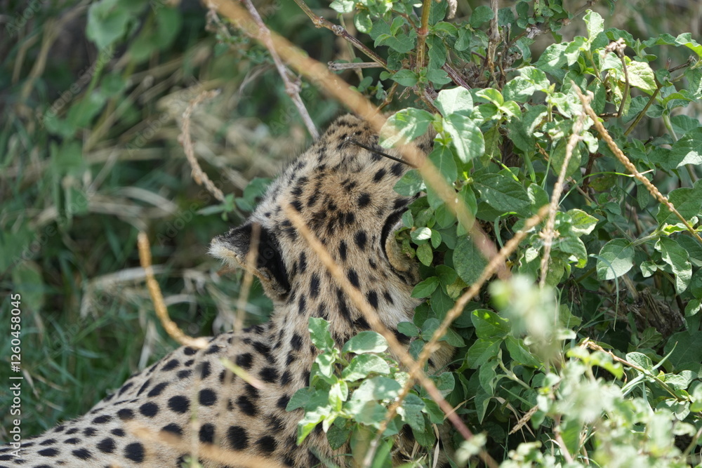 Fototapeta premium cheetah hiding in the tall grass of the serengeti national park, view of the back of the head
