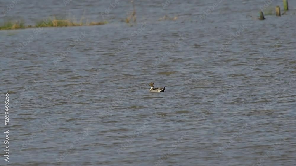 Northern Pintail Duck on a Lake Northern Pintail Duck on a Lake