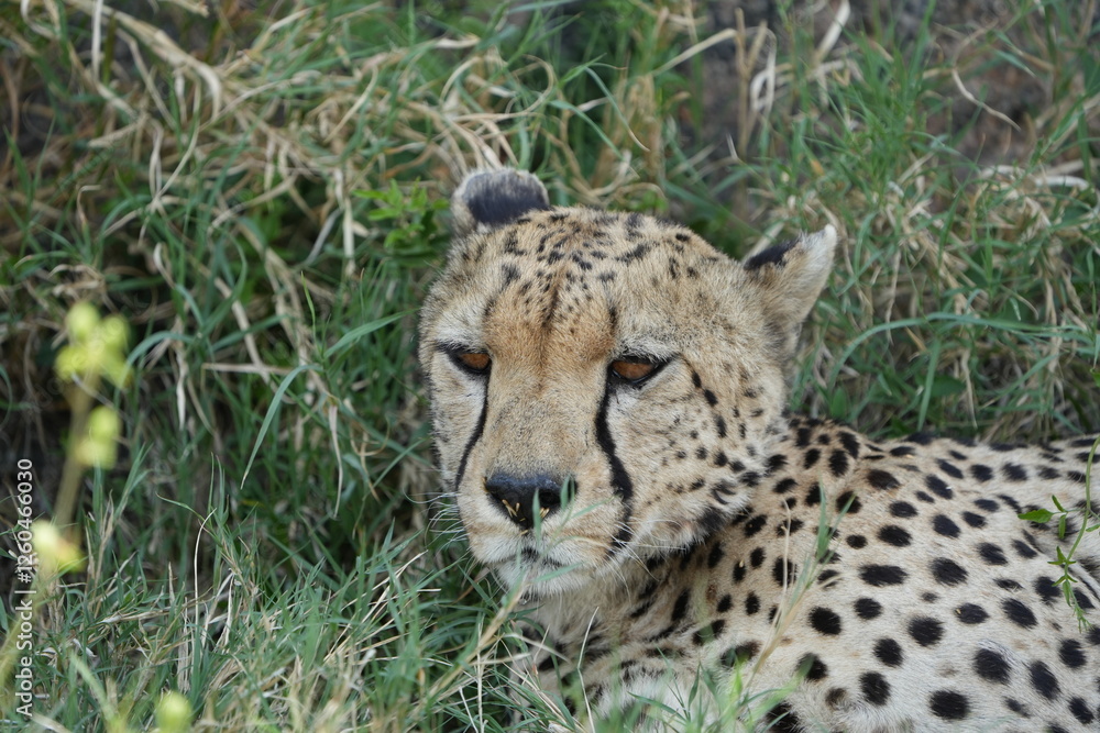 headshot of a cheetah, cheetah portrait, female, cheetah laying in grass in the serengeti national park tanzania headshot of a cheetah, cheetah portrait, female, cheetah laying in grass in the serengeti national park tanzania